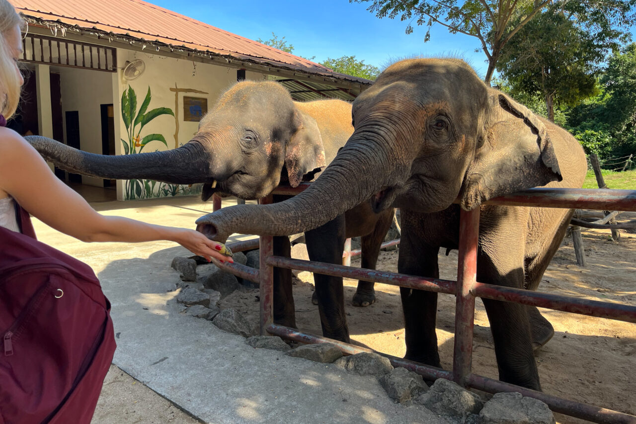 elephant sanctuary thailand koh samui