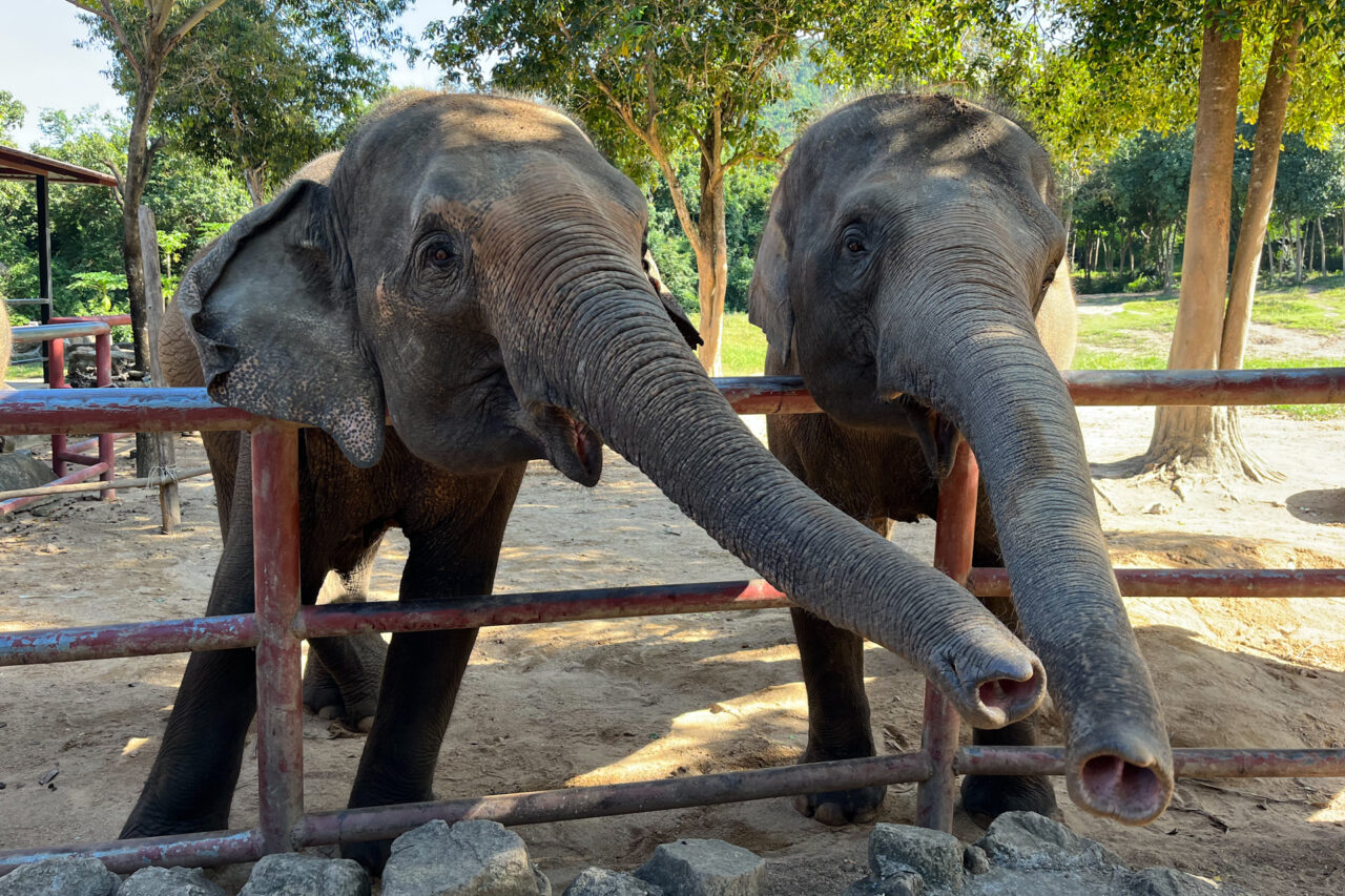 elephant sanctuary thailand koh samui