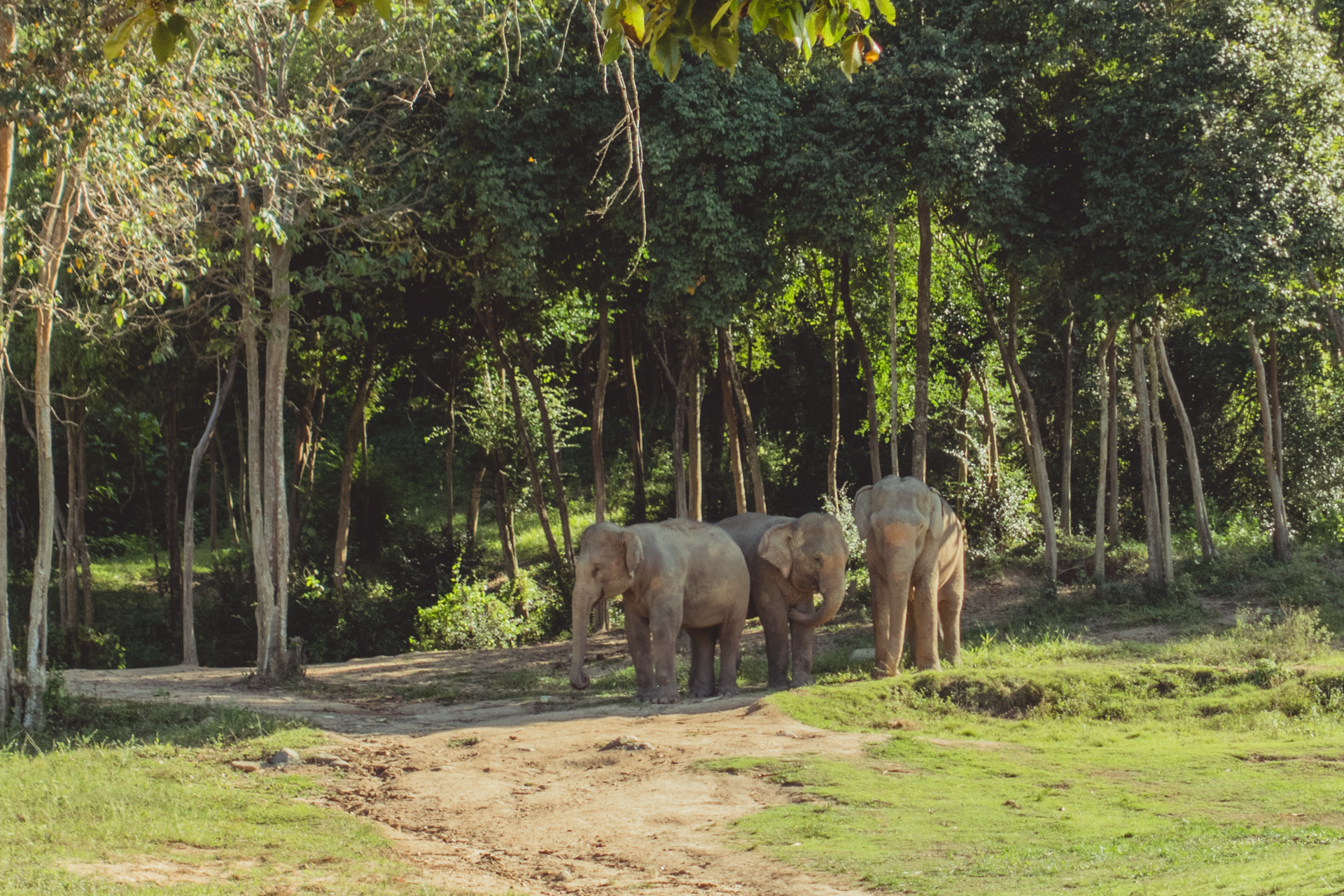 Elephant sanctuaries on Koh Samui